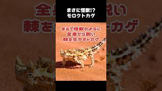 【驚愕】砂漠で生き残るために遂げたモロクトカゲの進化について　#爬虫類 #トカゲ #Thornylizard #shorts