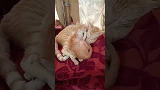 ഒരു കള്ളം പറയാനും പറ്റില്ല 😂#catfunny #cute #shortsvideo #catlover #pleasesubscribe