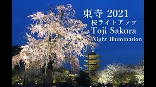 東寺桜ライトアップ2021/Sakura Night Illumination at Toji temple