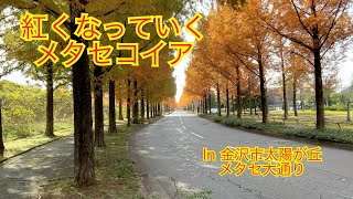 紅葉の動画＃４　メタセコイアの並木道