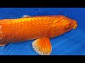 Orenji Ogon Koi Fish Variety | Koi Guide