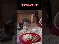 ママちゃんでーす😺😽😺キティーちゃんの冒険　 ねこ 猫 cat funny