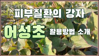 피부질환에 탁월한 어성초의 효능과 활용방법 소개