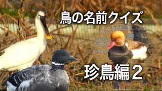 鳥の名前クイズ・珍鳥編２・Bird name quiz / Rare bird in Japan 2