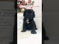 Cavapoo Puppy For Sale