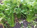 Harvesting-Celery, Sweet Potatoes & Yacons The Wisconsin Vegetable Gardener