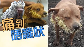 【on.cc東網】小狗與箭豬打架　嘴巴插數百尖刺