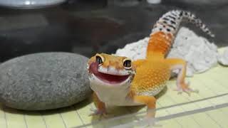 Cute leopard gecko