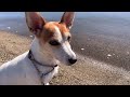 秋になり犬にはたまらない物が道端に落ち始めました　mira jack russell terrier