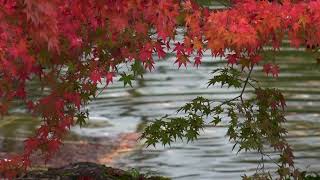 2018 11 7 桜山公園 紅葉と冬桜 撮影テストSONY  AX-100