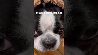 散歩行こうとすると寒さに絶望する犬 #ボストンテリア