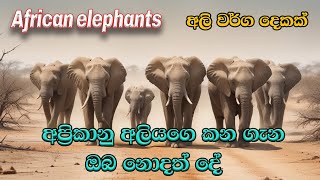 African Elephant අප්‍රිකානු අලි ඇතුන්