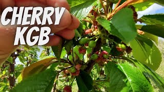 Cherry Early Lory Kgb Fruit Development