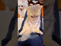 funniest moments of angry cats 🤣😹🐾🐰💜 shorts hilarious crazycute ytpets funniestcats catsytube