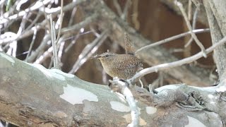 丹沢水沢林道の虫を咥えたミソサザイ　その３（4K動画）