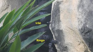 Iriki 媽抱Ringo。下班 20210902-16:29 金剛猩猩  Taipei Zoo Gorilla