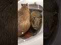 カピバラ前後２ アニタッチ東京ドームシティ capybara shorts