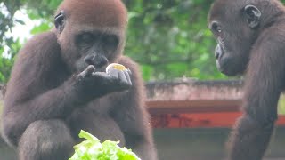 小金剛Jabali吃水煮蛋🦍🥚🍳Little gorilla Jabali eats the boiled egg