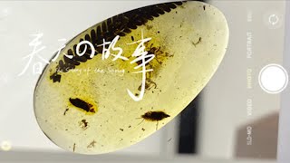 广州看展 | 广东省博物馆 | 琥珀展览（简短版）