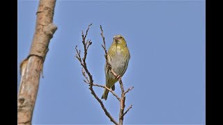 早くも冬鳥のマヒワが渡って来た（11月2日撮影）