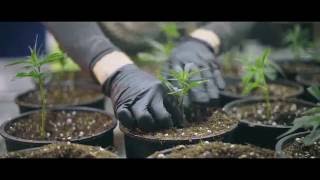 More Than A Plant - Deep Roots Harvest
