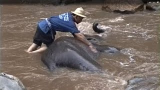 象の水浴び　メーサ・エレファント・キャンプ（チェンマイ） Thailand