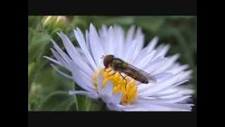 ダルマギクの花粉を食べるホソヒラタアブ