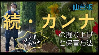 「カンナの掘り上げと保管方法」仙台版2021