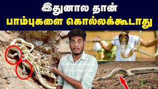 கால்களுடன் சுற்றித் திரிந்த பாம்புகள் | Evolution of snakes from lizards