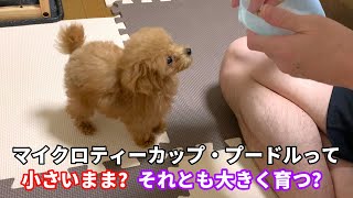 マイクロティーカップ・プードルって成犬になっても小さいままでいてくれるの？それとも大きくなるの？？