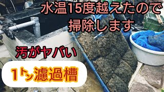 錦鯉自宅池【1ｔ濾過槽掃除】15万円以上のバイオスポンジ！　大型水槽　飼育　アクアリウム　Bomb buying　Amazing Koi　ปลาคราฟ