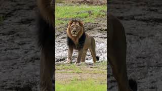 #lion #devraj #girforest #gir #family | #Gujarat #Tourism #canon #Lion #forest #wildlife