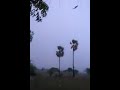 lightning on tree catches fire live video footage thunder on palm tree thunder storm trikonasmedia