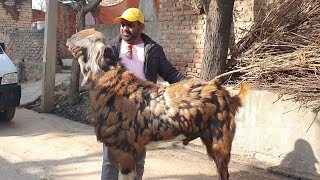 Jaipur Bakra Mandi Documentary With King Shakeel Bhai | The Hero Of Goat Industry.