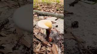 “Sunny-side up egg”lookalike fungus! Ganoderma ravenelli #nature #fungi #mycology