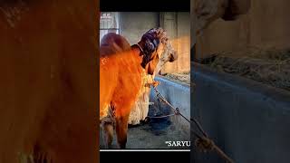 SARYU D/O DHOLINO #cow #farmer #gir #trending #shorts #viral #beauty #gircow #desicow