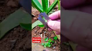 Aloevera cuttings | කෝමාරිකා පෙති කැපීම #shorts #agriculture