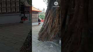 parlikad Pattichirakavu Temple