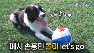 축구를 너무 좋아하는 축구 천재견 똘이 ⚽ 완벽한 헤딩 후 골 세리머니까지?! 귀여워.. | KBS 생생정보통 110307 방송