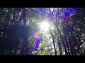 ※音楽なし ※迎春準備 大神神社 御神光 oomiwa jinja shrine nara japan divine photo powerspot