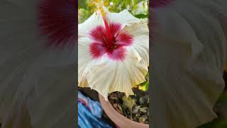 Hibiscus flower #short#funny #flowers #hibiscus #short #vairal #reels #trending  #youtubevideos