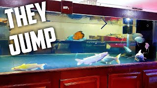 Fish Madness! Crazy Fish Jumps Out ... TWICE!!!!