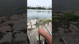 Bộ câu lục xa bờ chất lượng #huandq #fishing #cauluc #thinhcau