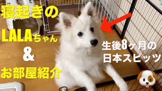 【🐶犬のいる暮らし】日本スピッツLALAの寝起きの様子＆お部屋の紹介/いったいどんなお部屋で過ごしているのか！？