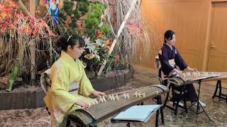 さくら咲く　―さくらさくらアレンジ―　箏二重奏　　　　　　　　　　　　　　　　　　　　　　　　　　　　　　　　　　　　　　　　　(箏/琴/Koto cover/Japanese Instrument)