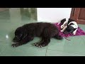 Try Not To Laugh 😅 Funniest Cats and Dogs 2024 🐕🐈