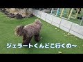 i ve been playing with australian labradoodle kids at yokosuka s dog run