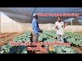 # Broccoli farming # Cauliflower farming # Agriculture # Permaculture # Zw #Shed house farming.