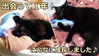 【保護から１年】小さいころからの成長を見てください♪【保護猫ロコちゃん】