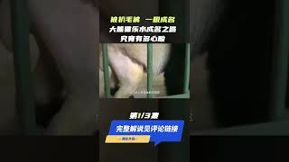 (Panda)受伤被扒毛裤，一脱成名，大熊猫乐水成名之路，究竟有多心酸？(part1/3) #shorts  #panda  #animals